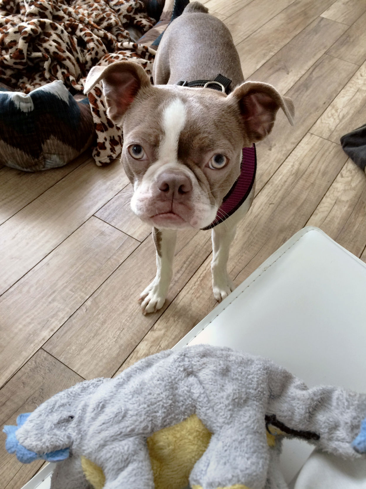 dog-IMG_6331.jpg